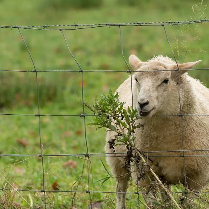 Enhance Your Property with a Reliable Field Fence