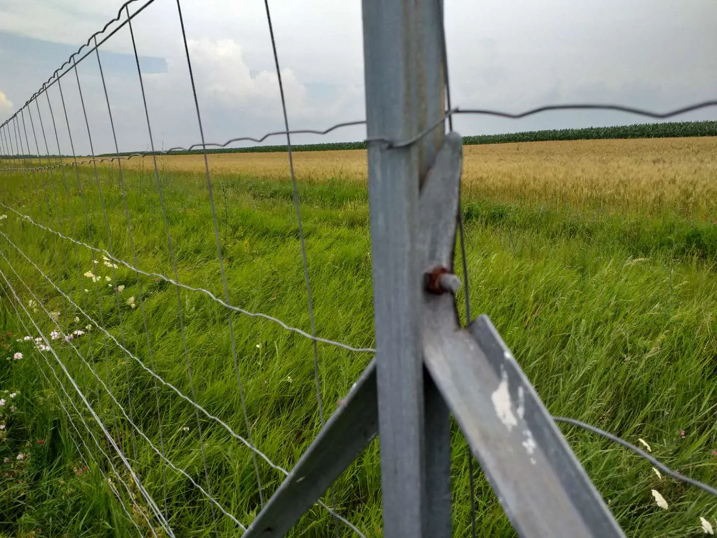 450mm razor barbed wire service