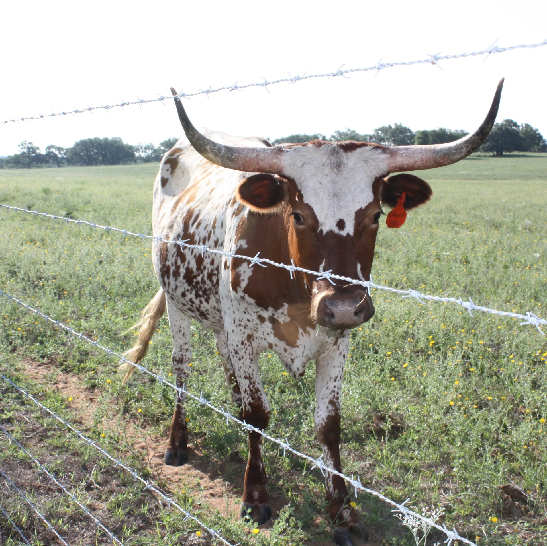 wire fencing