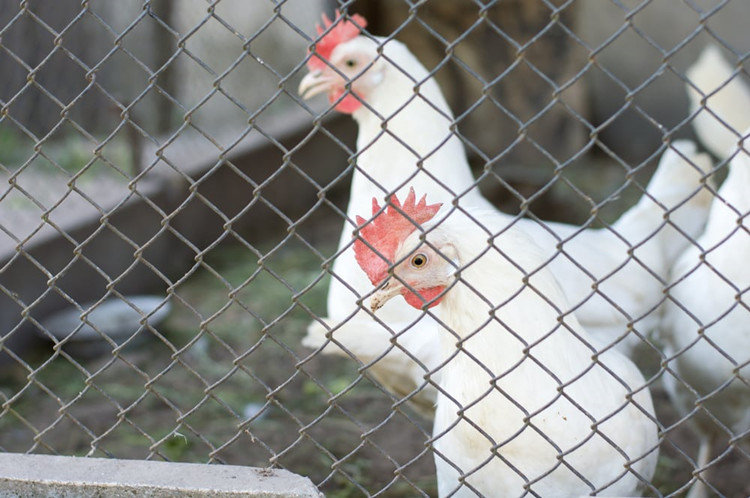 plastic chain link mesh fence factories