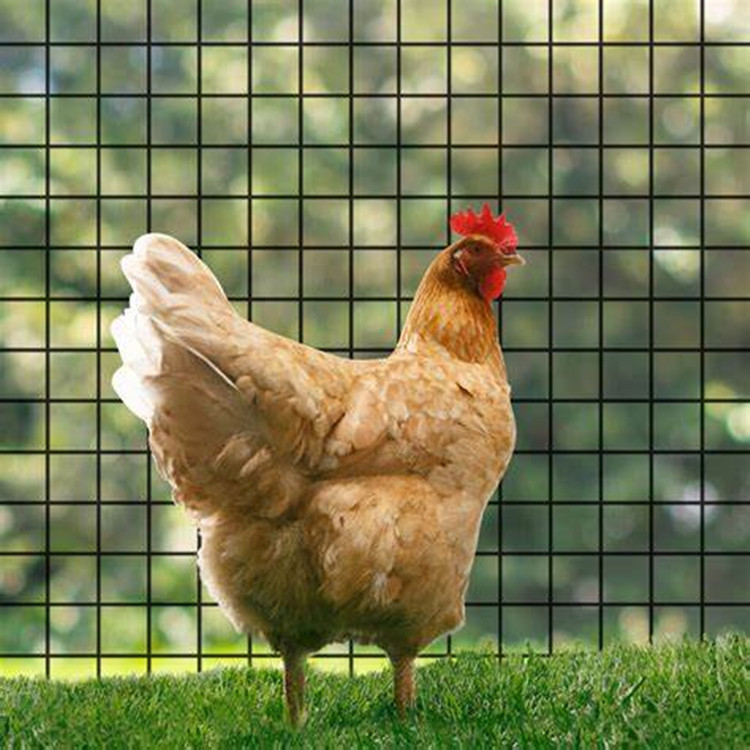 pvc coated welded wire mesh manufacturers